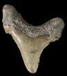 Fossil Angustidens Shark Tooth - Megalodon Ancestor #46852-1